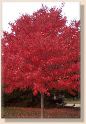 Red_Maple_WEB